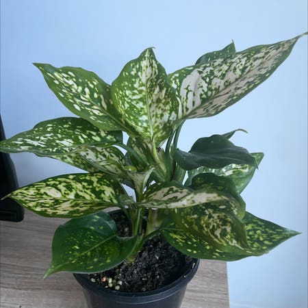 Photo of the plant species Aglaonema Eileen by Jjv named Agla Eileen on Greg, the plant care app