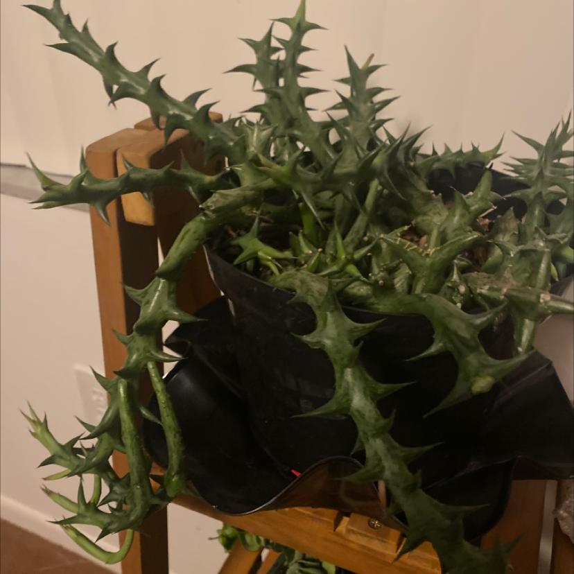 Photo of the plant species Common Golden Thistle by @Tink named Harper on Greg, the plant care app