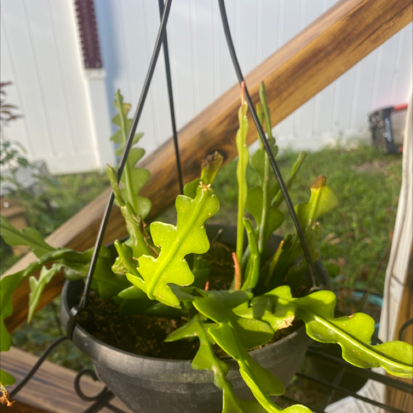 Photo of the plant species Fishbone cactus by @Tink named Ric rac on Greg, the plant care app