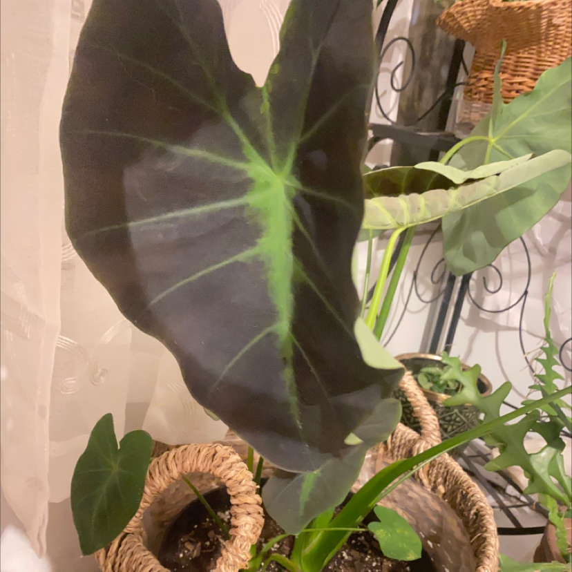 Photo of the plant species Illustris Colocasia by @Tink named Einstein on Greg, the plant care app