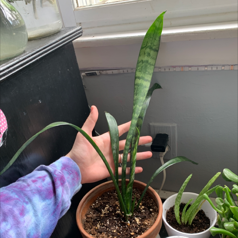 Sandiva | A plant by Andrea on Greg