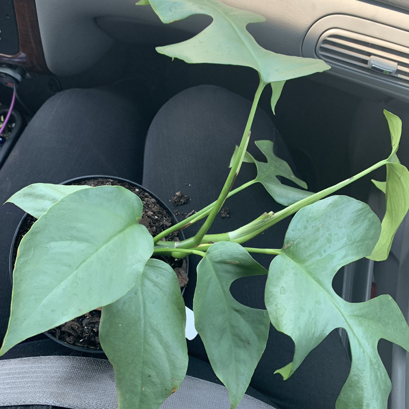 Potted Rhaphidophora foraminifera plant with green leaves, taken inside a vehicle.