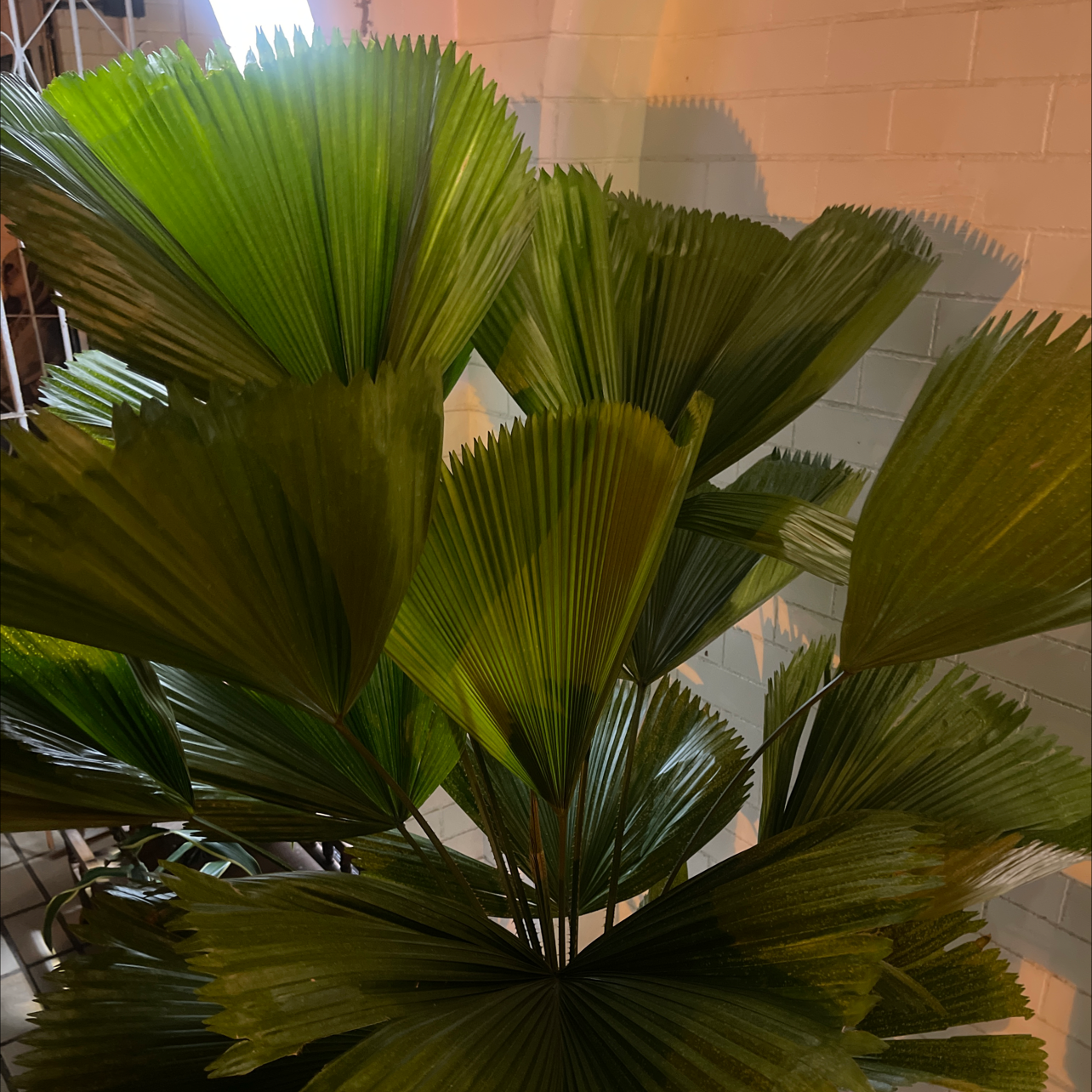 Healthy Mexican Fan Palm with green, fan-shaped leaves.