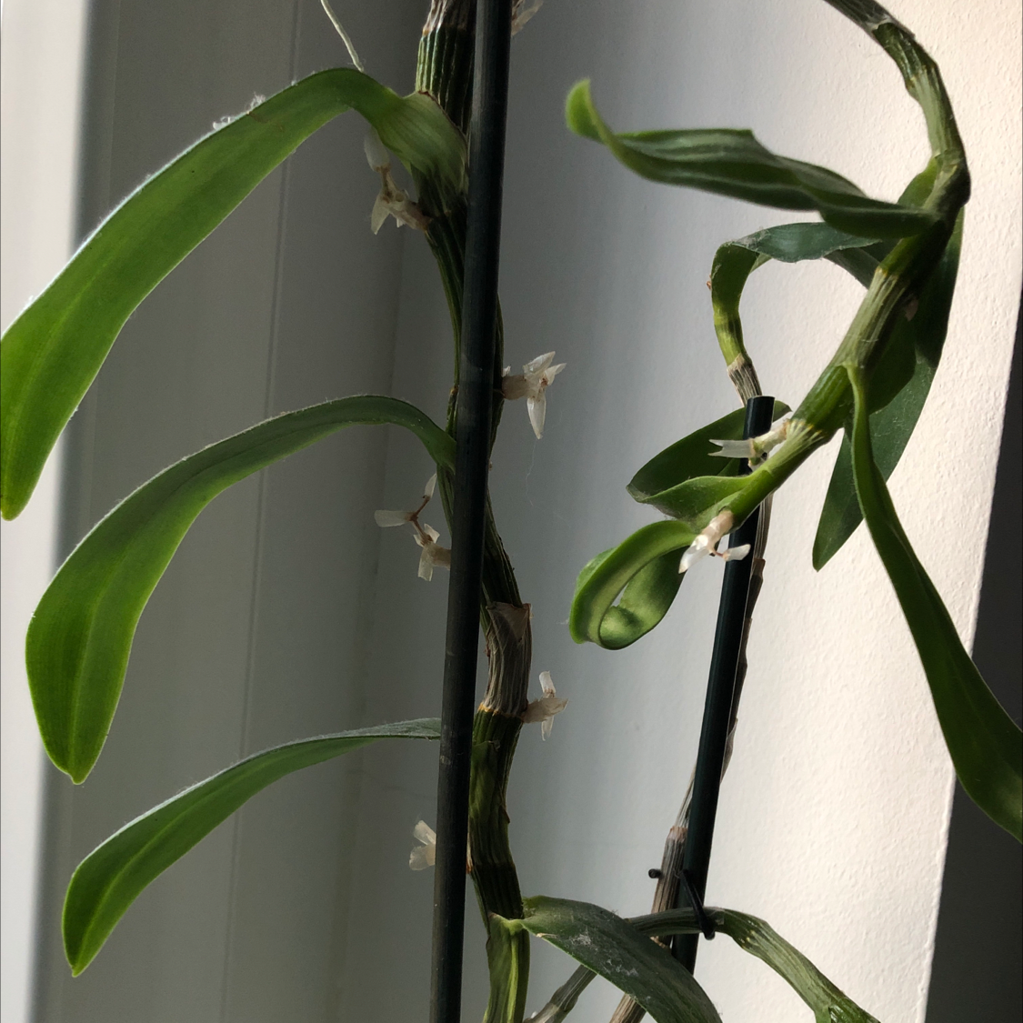 Noble Dendrobium plant with green leaves and small flowers.