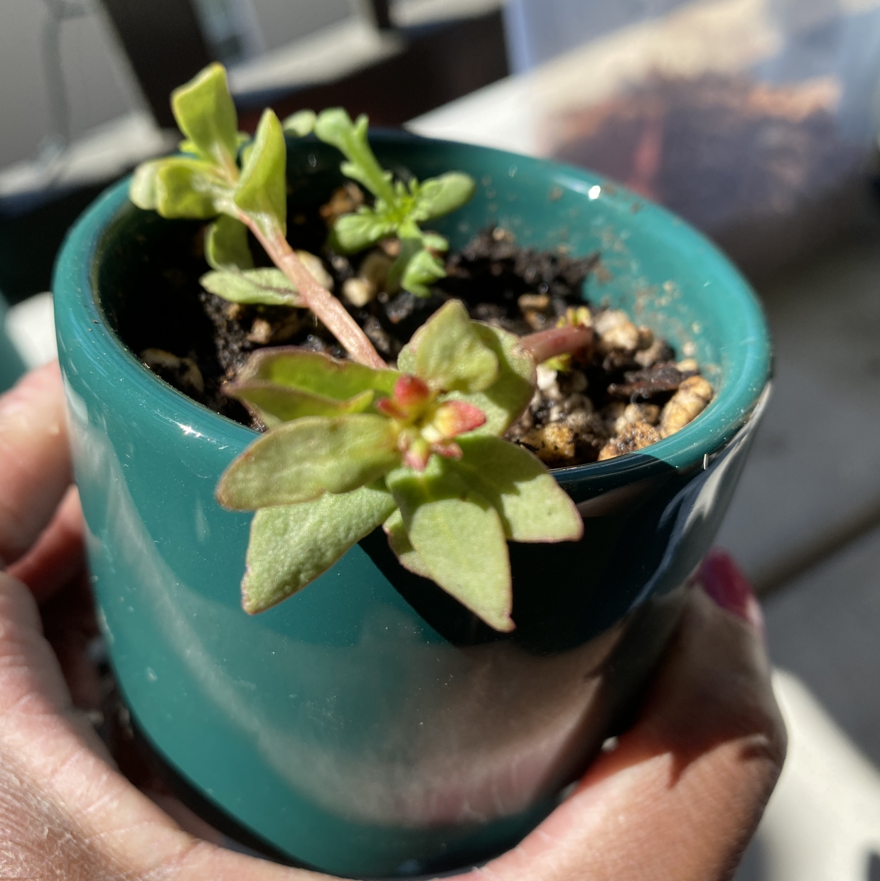 A young, healthy Moss Rose Purselane plant with vibrant green and red foliage growing in a teal ceramic pot, held in a hand.