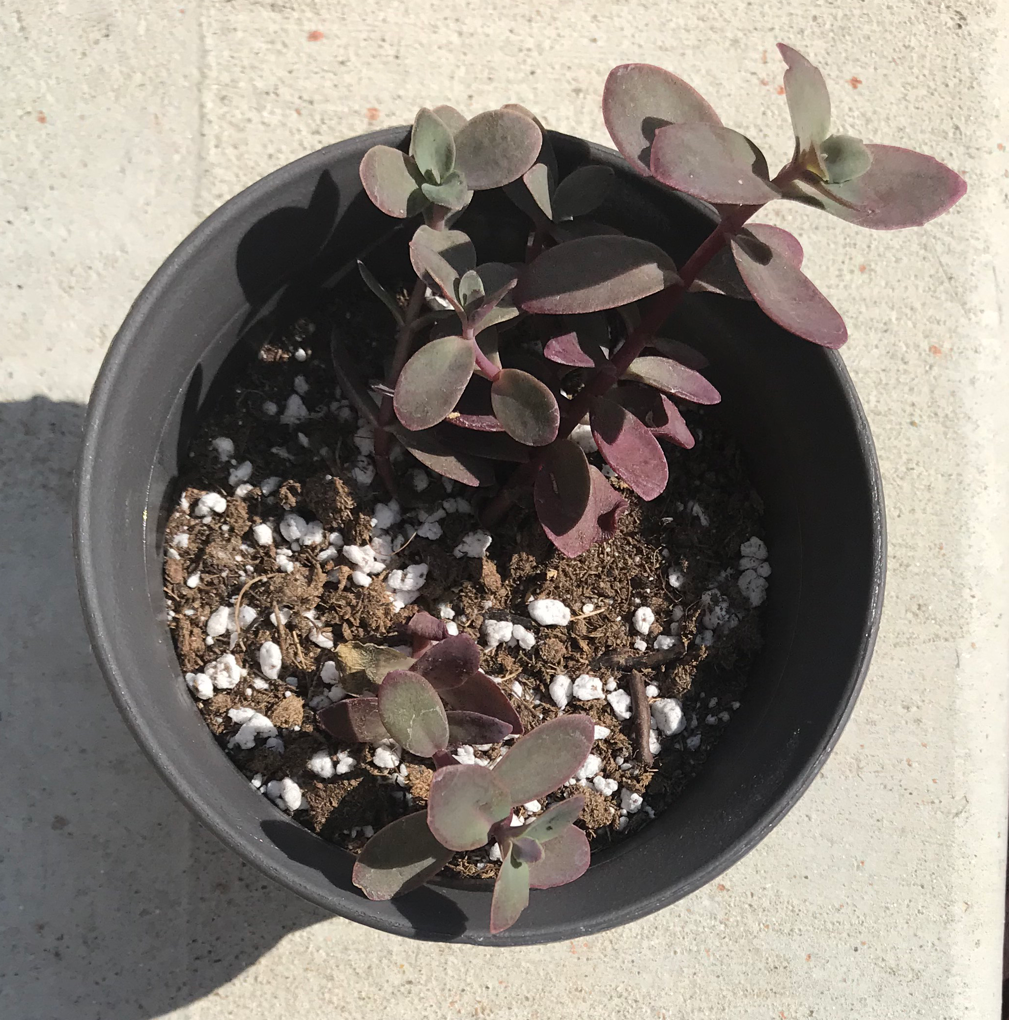 Photo of the plant species Sunsparkler Sedum by @GrownSalsify named Sedum Firecracker on Greg, the plant care app