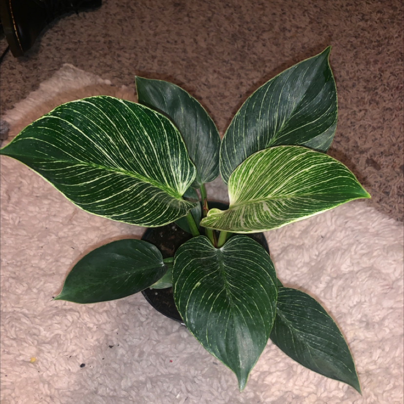 Philodendron Birkin plant with white variegation on dark green leaves.