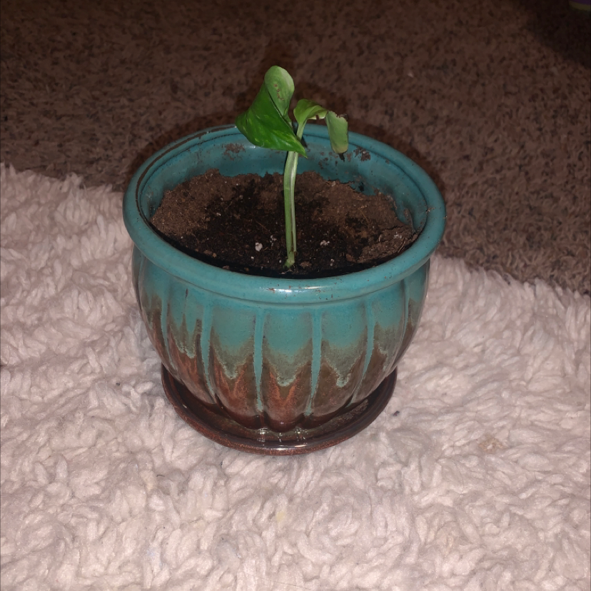 Small Marble Queen Pothos plant in a blue pot with visible soil.