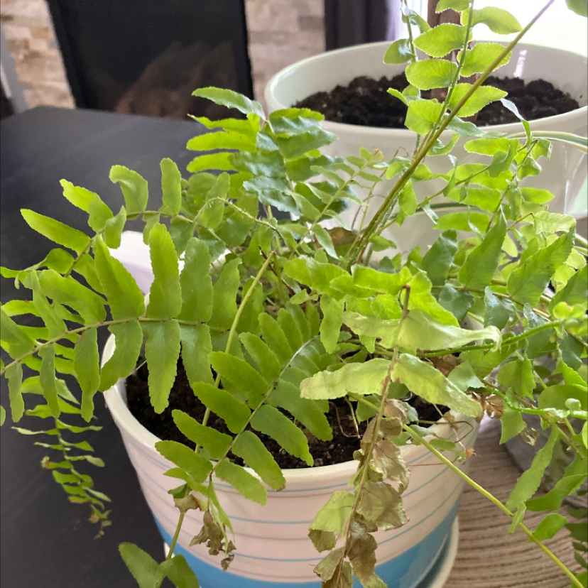 Plant care for Royal Fern on Greg, the plant care app