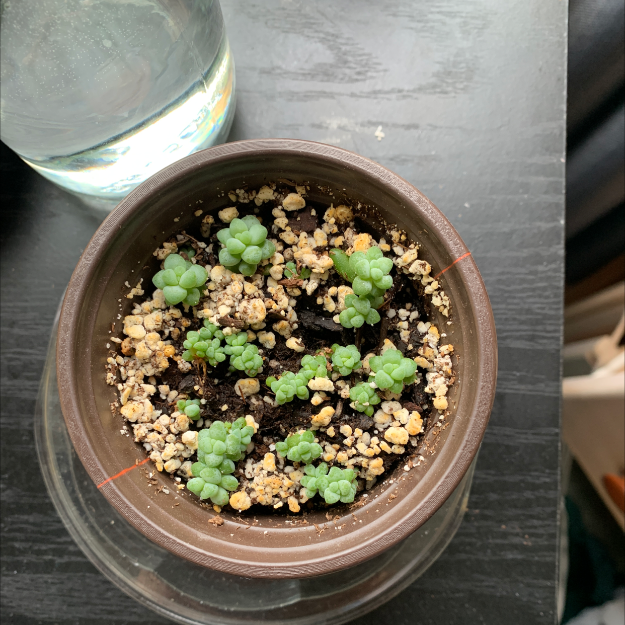 Healthy Burro's Tail succulent in a brown clay pot, with trailing stems and plump green leaves.