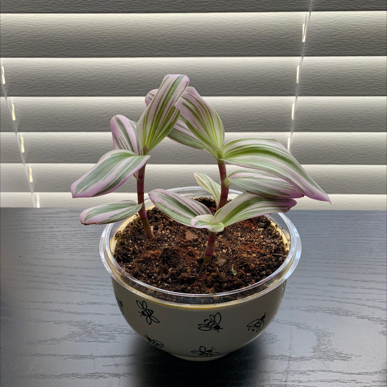 Tradescantia Nanouk plant in a decorative pot with vibrant, variegated leaves.
