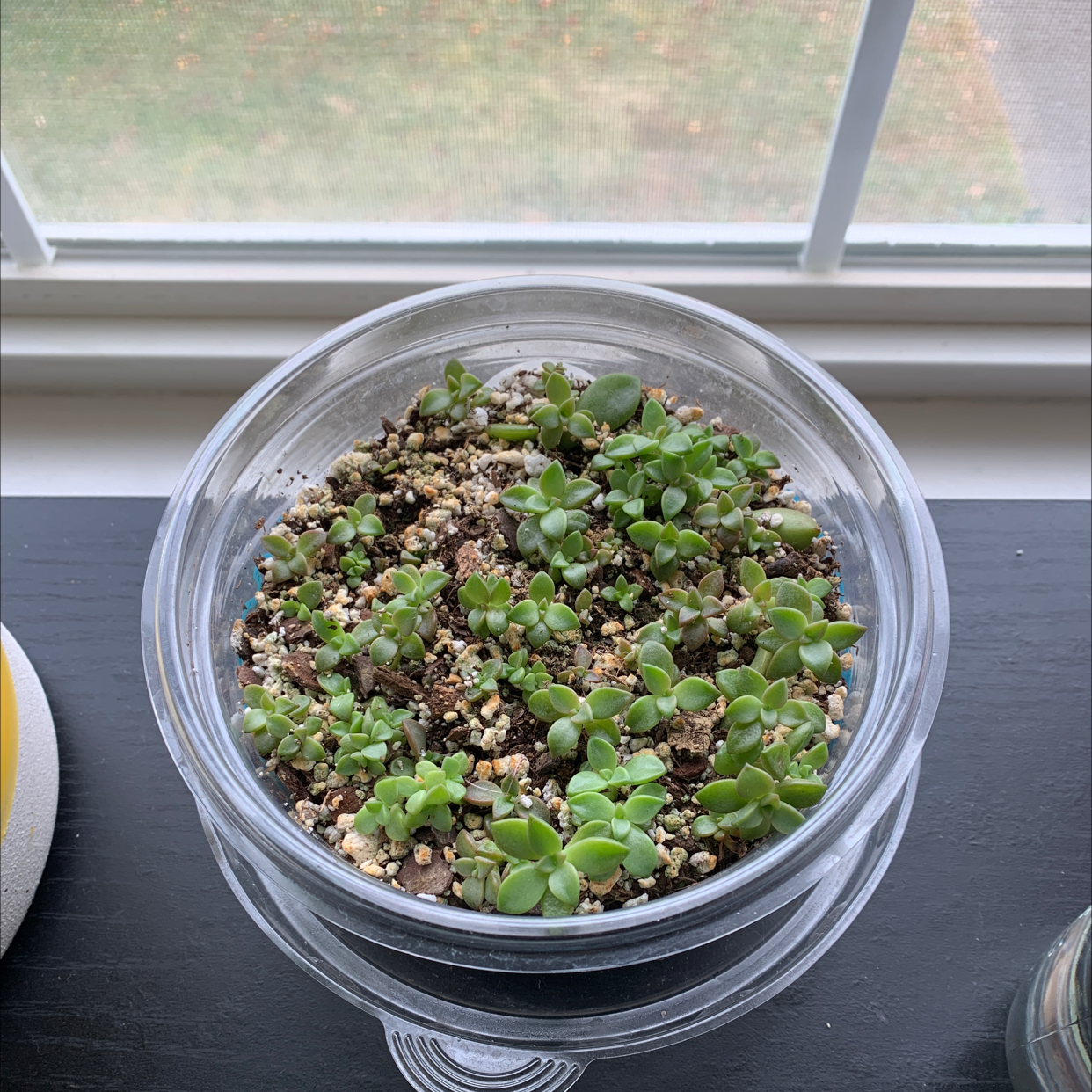 Pachyphytum hookeri succulent in a clear container on a windowsill, healthy and well-drained soil.