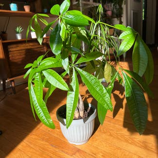 Money Tree plant in Hagerstown, Maryland