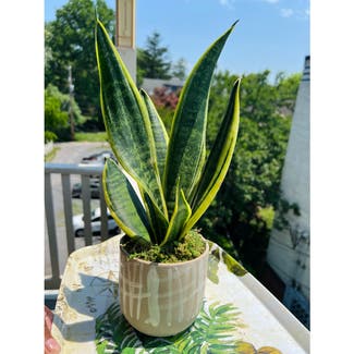 Snake Plant plant in Hagerstown, Maryland
