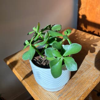 Jade plant in Hagerstown, Maryland