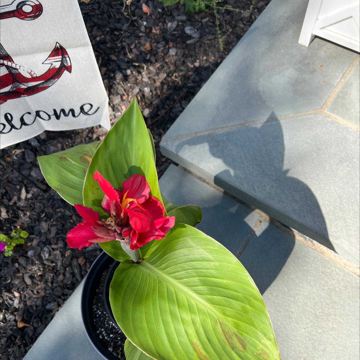 Healthy potted canna lily plant with vibrant red flowers blooming outdoors on concrete near a welcome sign.