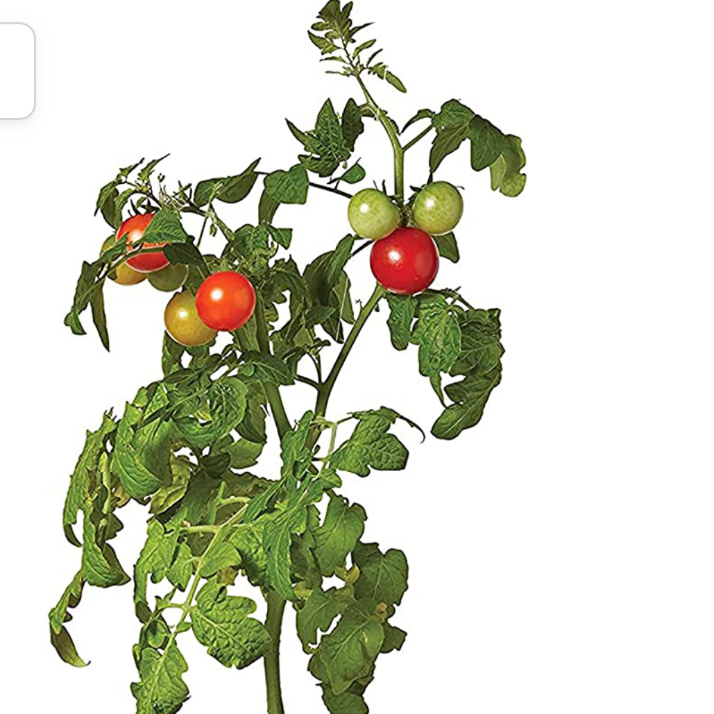 Photo of the plant species Sweet Valentine Cherry Tomato by @RadBelleblue named Cherry tomatoes on Greg, the plant care app