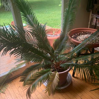 Sago Palm plant in Hanover, New Hampshire