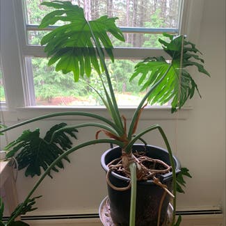 Split Leaf Philodendron plant in Hanover, New Hampshire