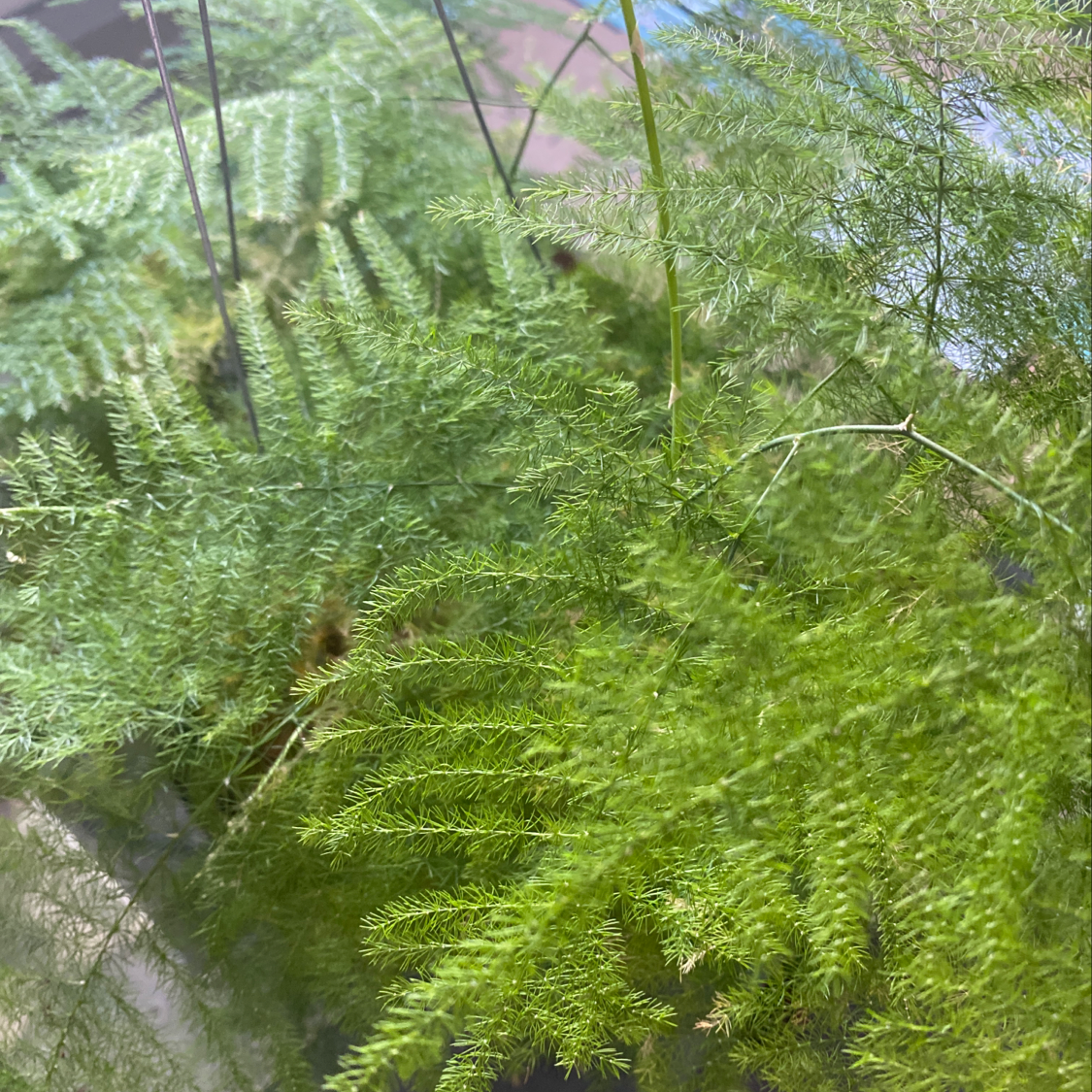 my asparagus fern is turning yellow