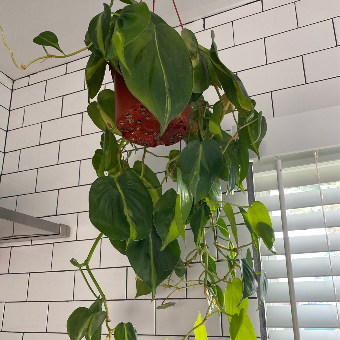 Philodendron Brasil plant hanging in a pot with some yellowing leaves.