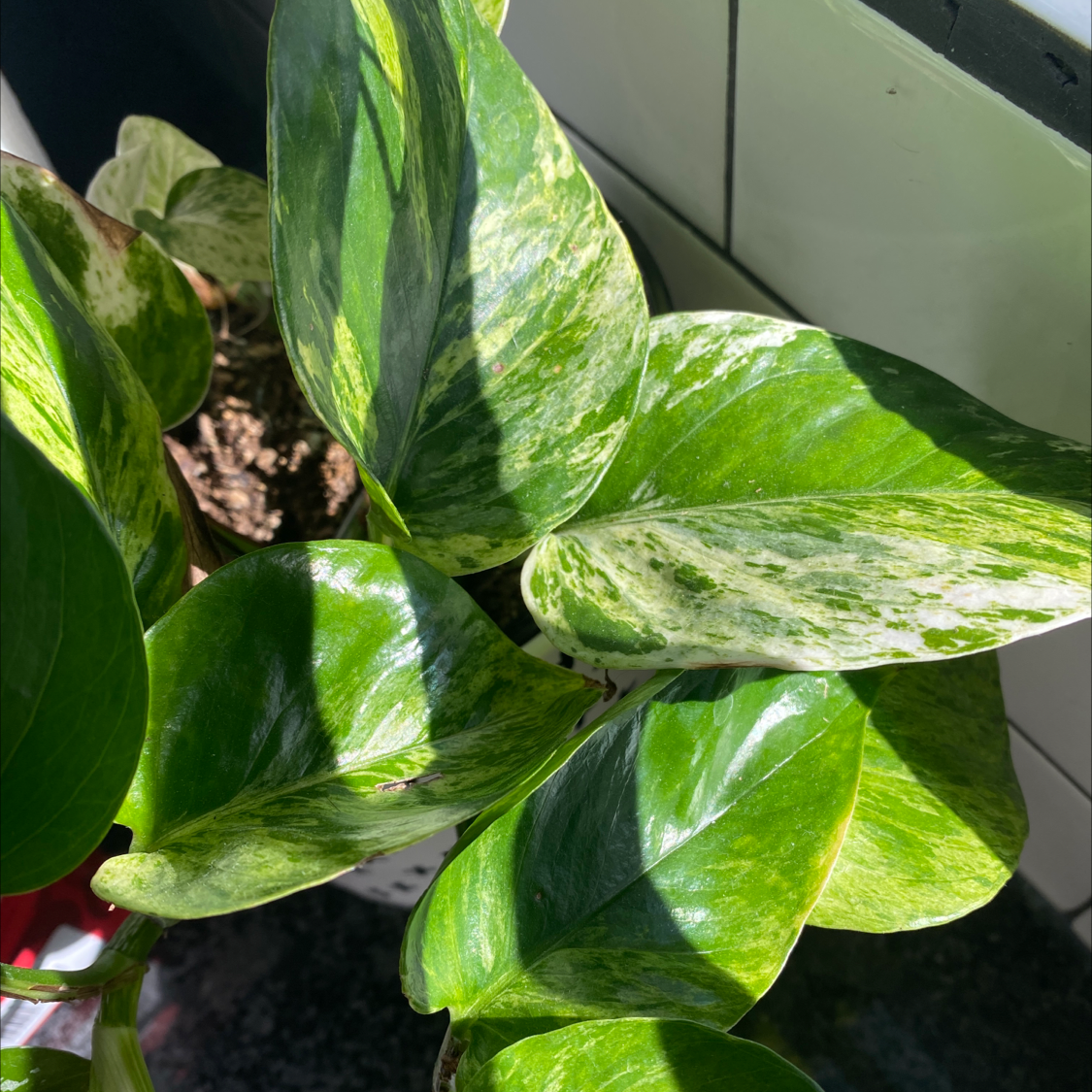 Marble Queen Pothos with variegated green and white leaves in good health.