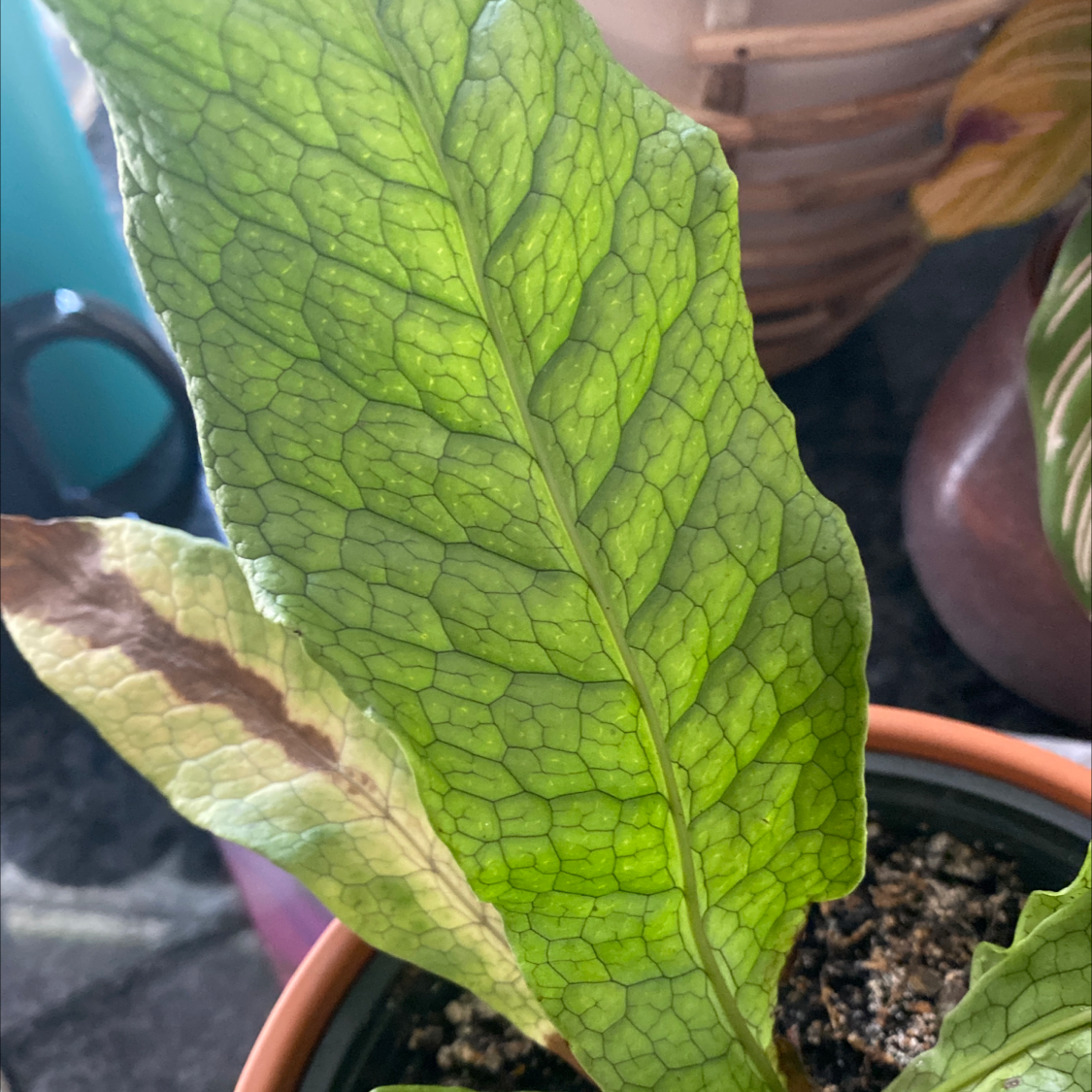 Crocodile Fern with textured leaves and some browning, potted with visible soil.