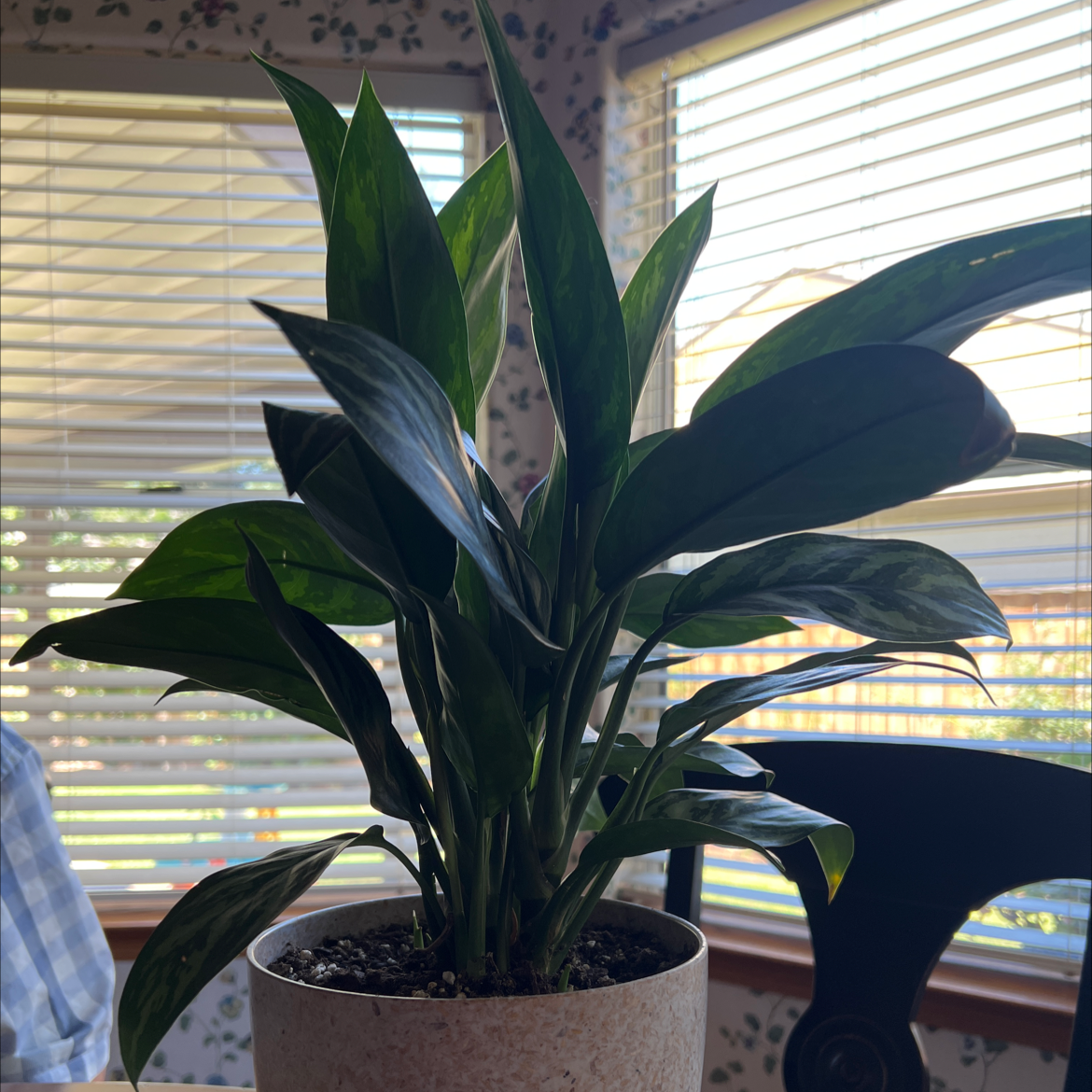 Healthy Aglaonema 'Tigress' plant in a pot with vibrant leaves.