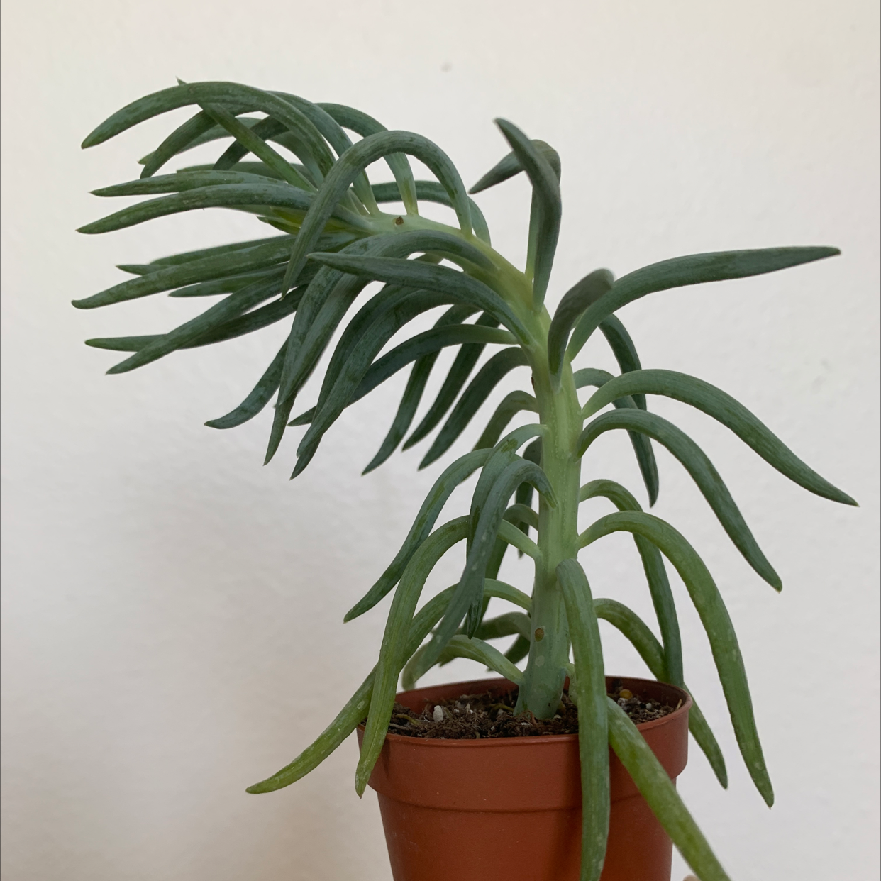 Narrow-Leaf Chalk Sticks plant in a small pot, appearing healthy with green leaves.