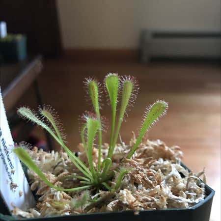 Photo of the plant species Drosera Anglica by @Gnar_mouse named Sol on Greg, the plant care app