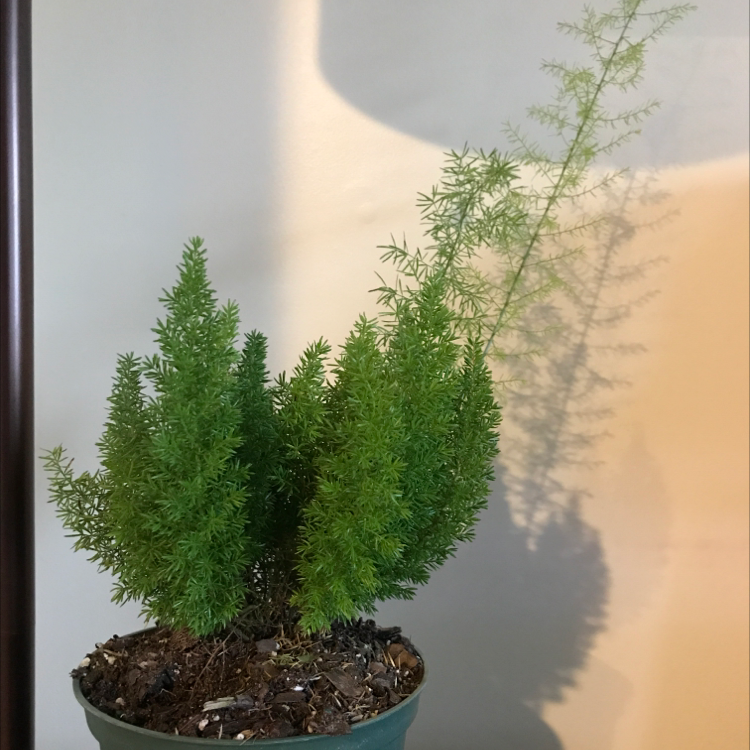 Potted Sprenger's Asparagus plant with healthy green foliage.