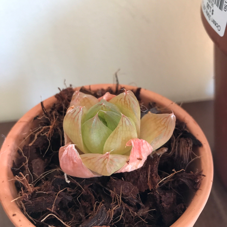 Haworthia cooperi succulent in a pot with some browning leaf tips.