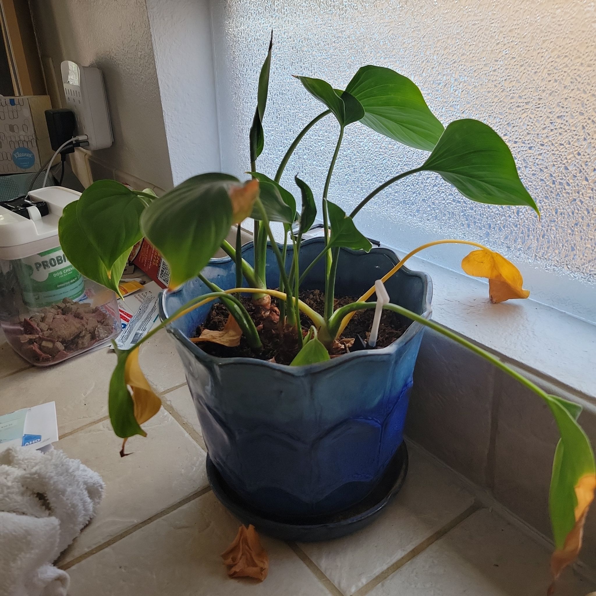 Emerald Pothos plant in a blue pot with some yellowing leaves on a windowsill.
