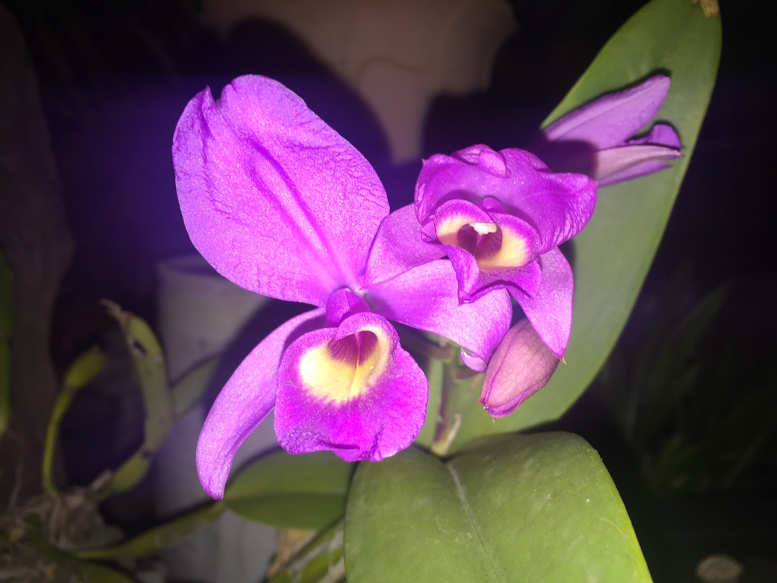 Noble Dendrobium orchid with vibrant purple flowers and healthy green leaves.