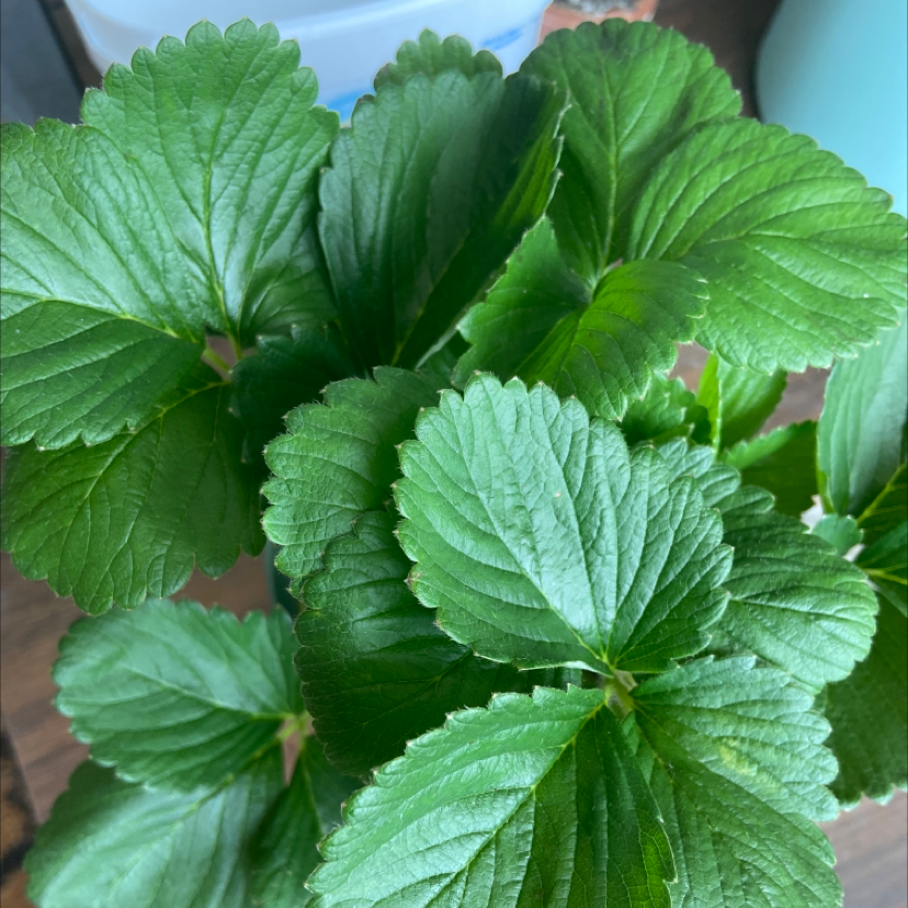 Healthy Mock Strawberry plant with vibrant green, serrated leaves.
