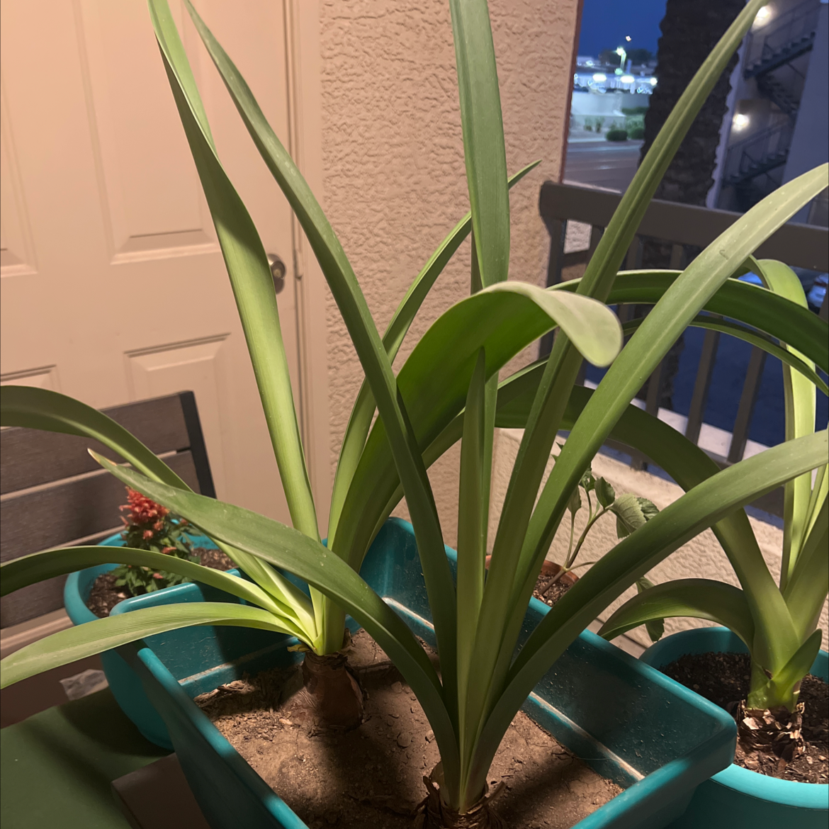 Hippeastrum 'Red Lion' plant in a blue container with green leaves and visible soil.