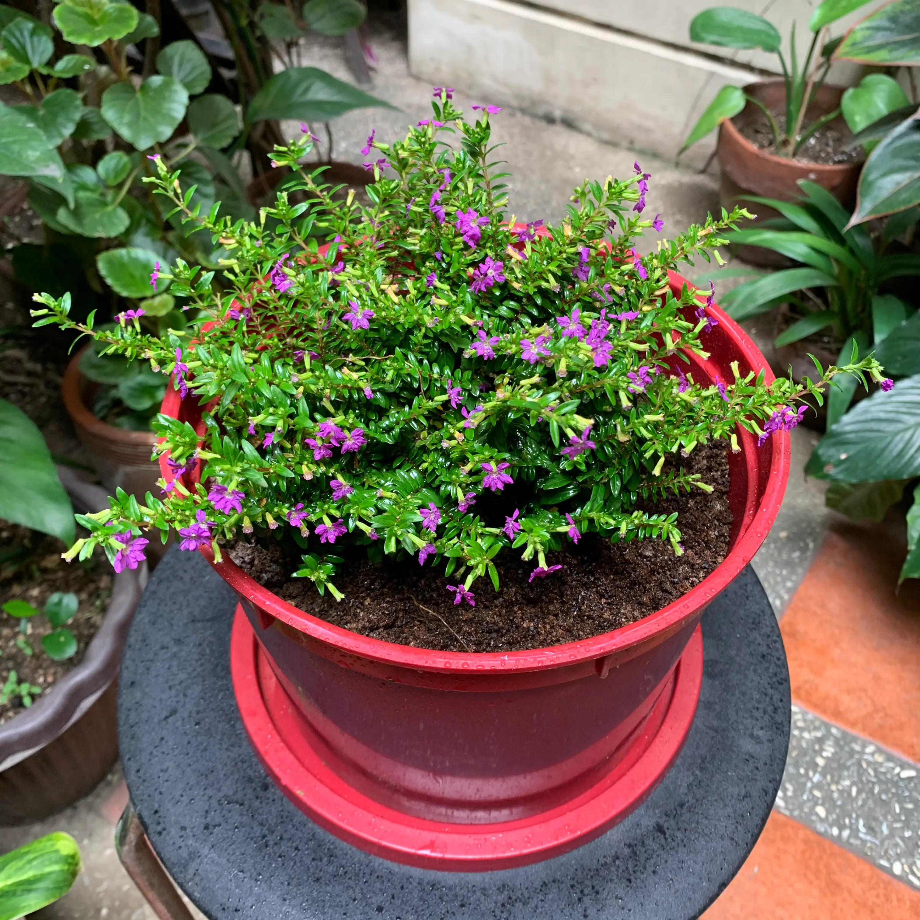 Mexican-Heather plant in a red pot with vibrant green leaves and small purple flowers.