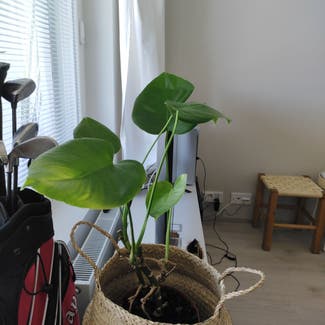 Monstera plant in Tampere, Pirkanmaa