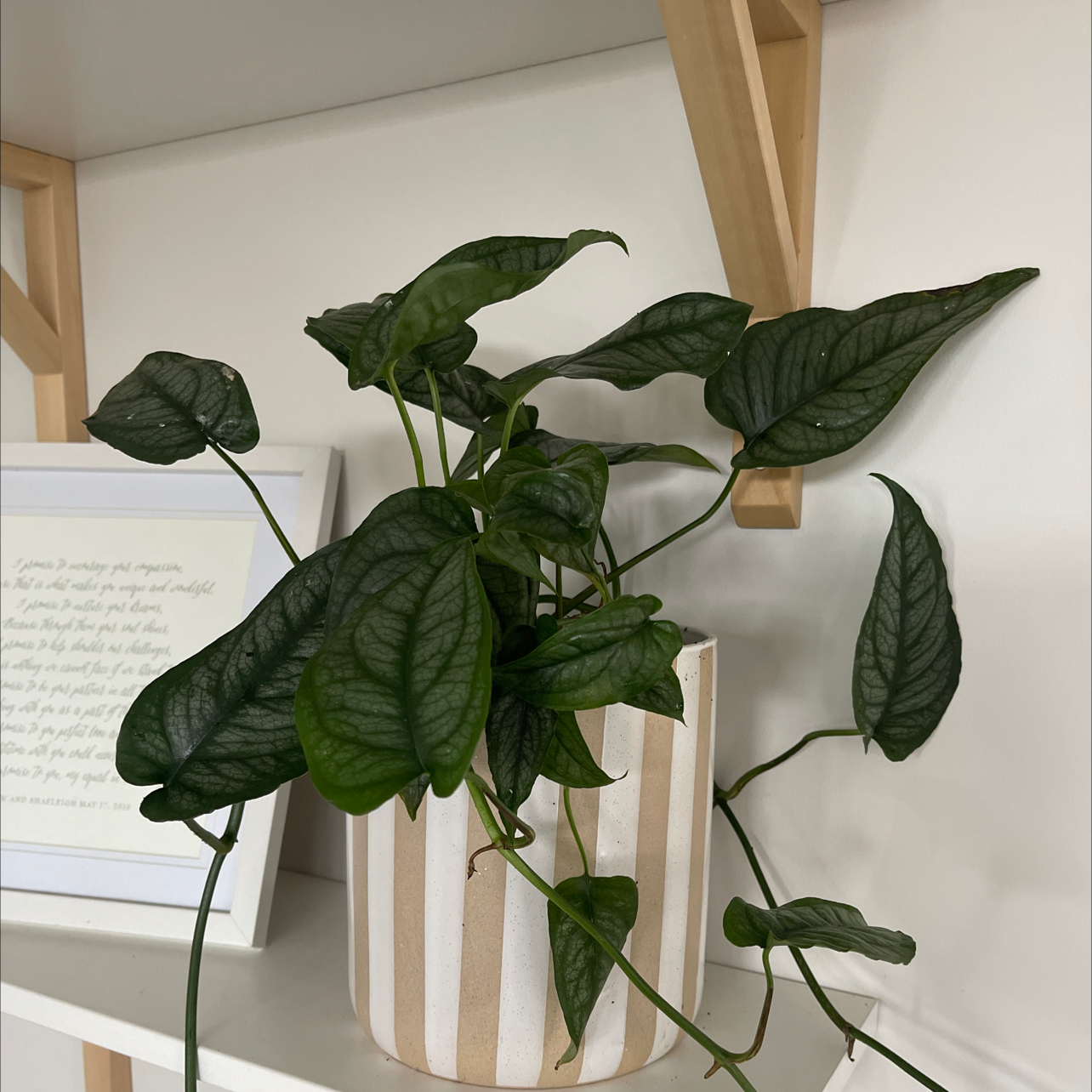 Monstera siltepecana plant in a striped pot on a shelf, appearing healthy with dark green leaves.