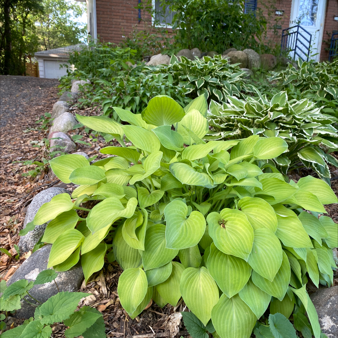 Siebold's Plantain Lily in a garden bed with vibrant green leaves.