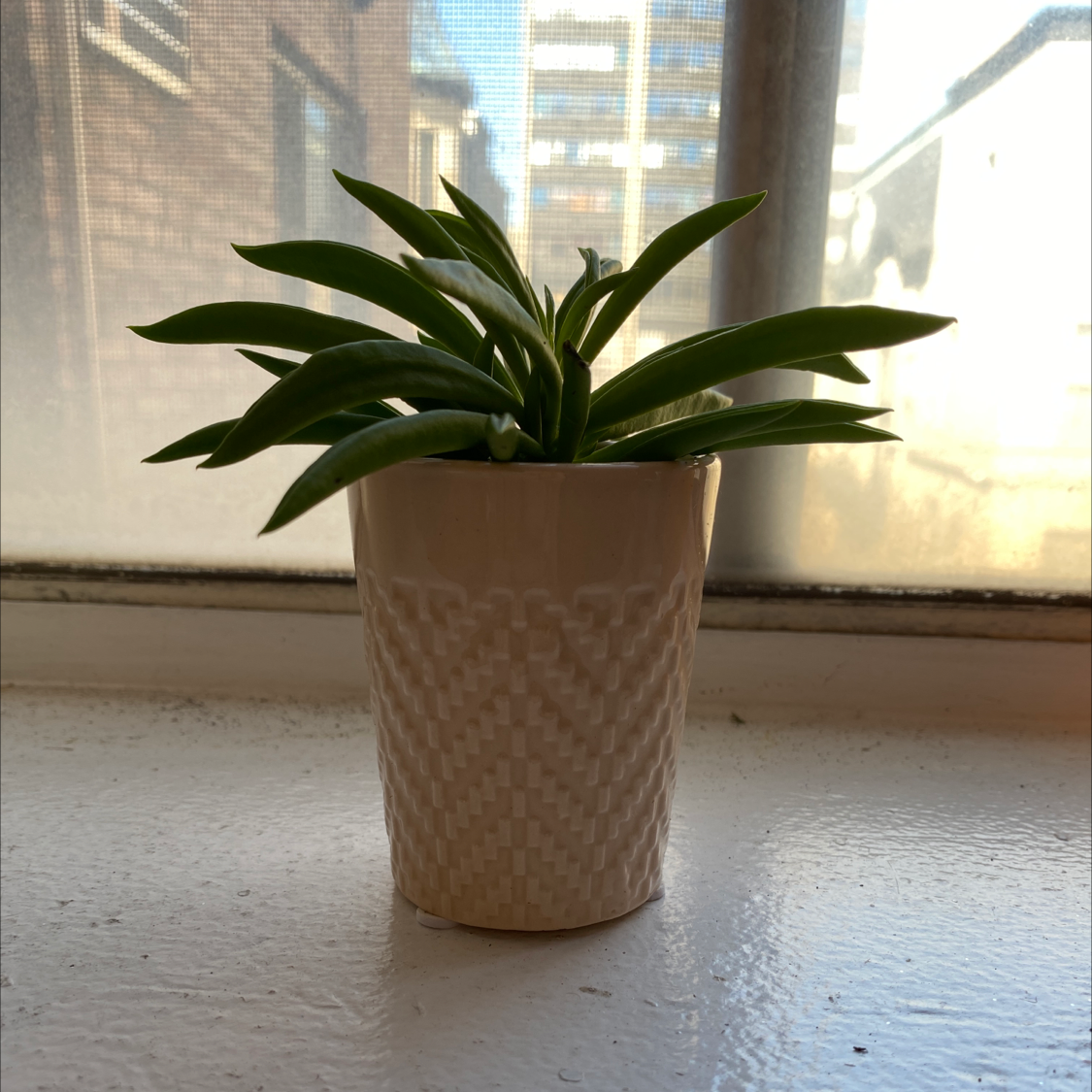 Pincushion Peperomia plant in a white pot on a windowsill.