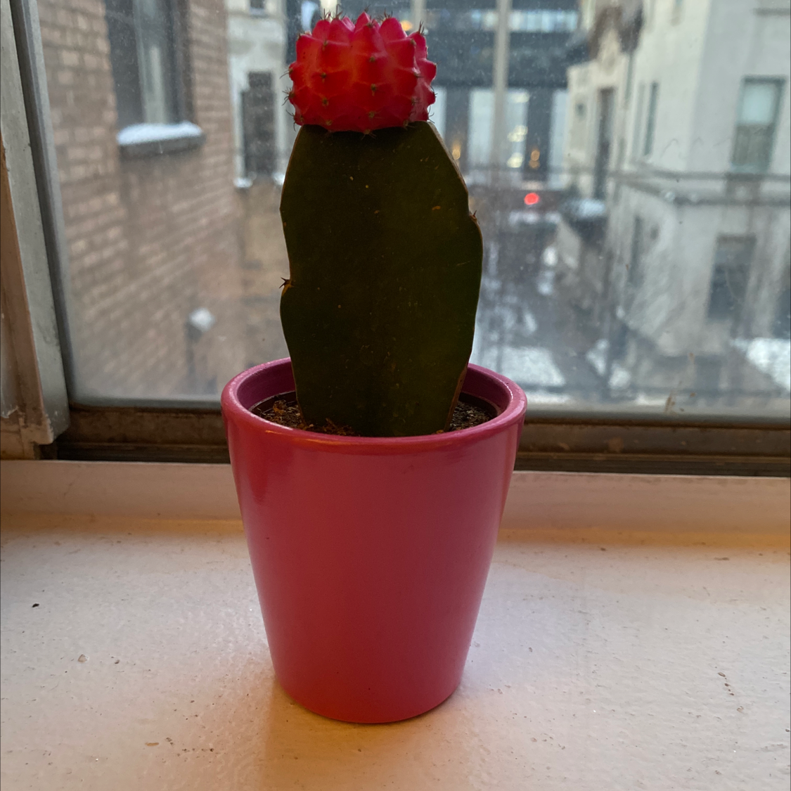 Moon Cactus in a pink pot on a windowsill with an urban background.