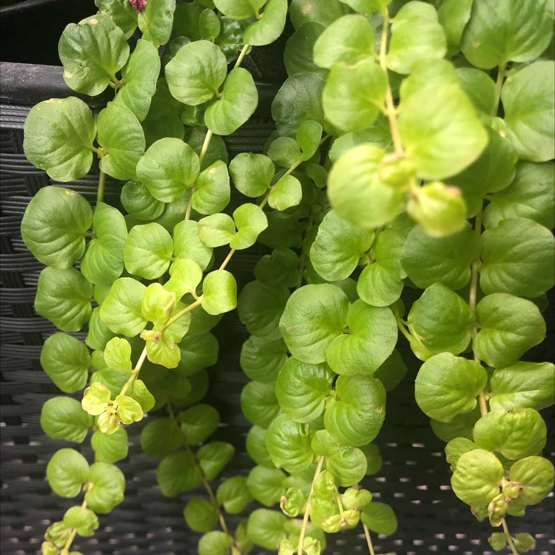 Photo of the plant species Creeping Jenny by @ExecLilliput named Offshoot 1 on Greg, the plant care app