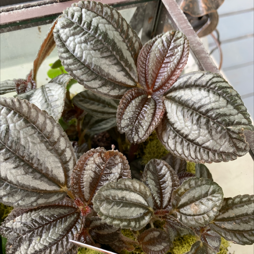 Aluminum Plant plant photo by @Sweetpea94 named Pan am on Greg, the plant care app.