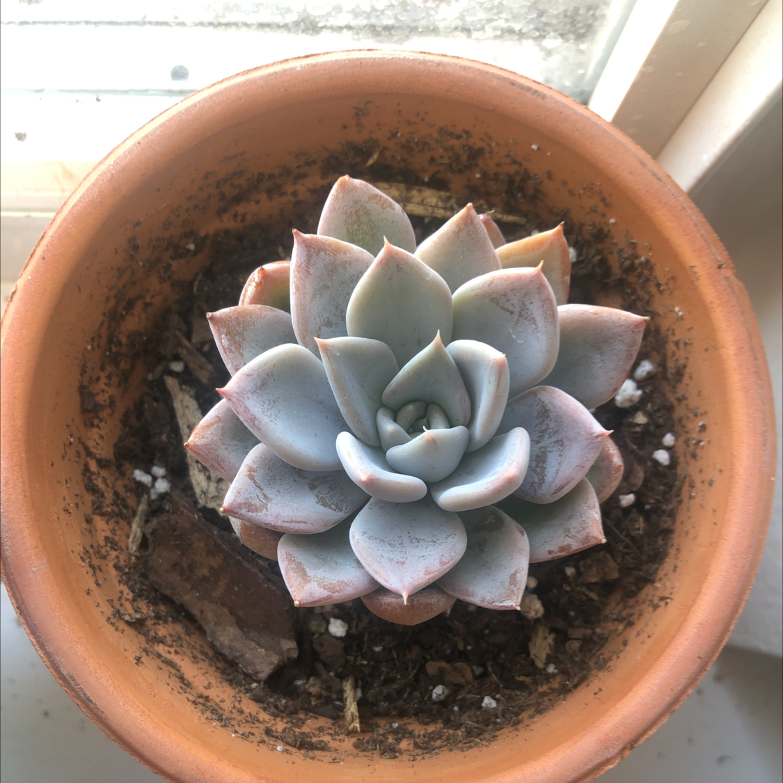 Photo of the plant species Echeveria colorata by @Leyla named Orlando Bloom on Greg, the plant care app