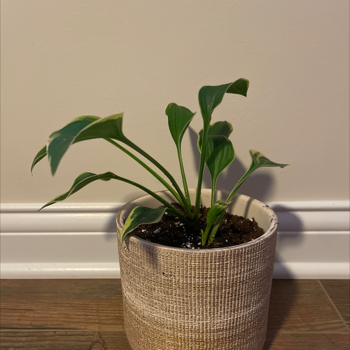 Potted Hosta 'Patriot' plant with green leaves, healthy appearance.