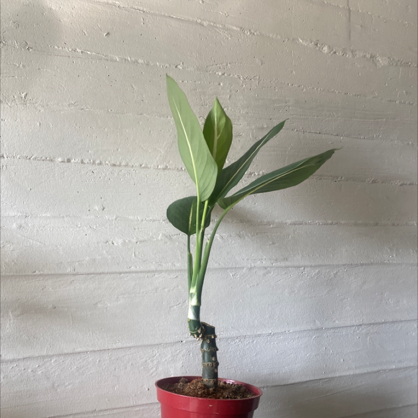 Potted Dumb Cane plant with green leaves against a plain background.