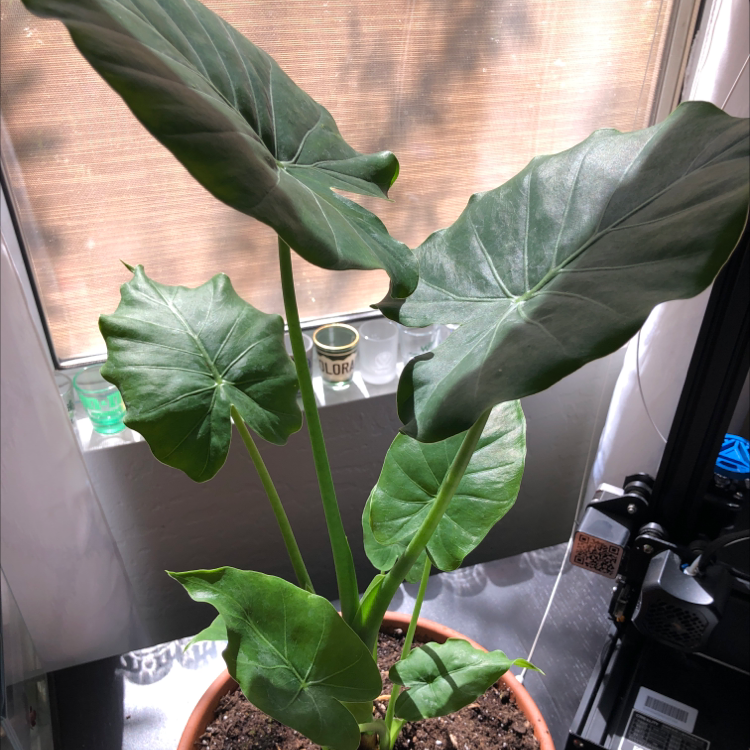 Healthy Alocasia gagaena 'California' plant with large green leaves in a pot.