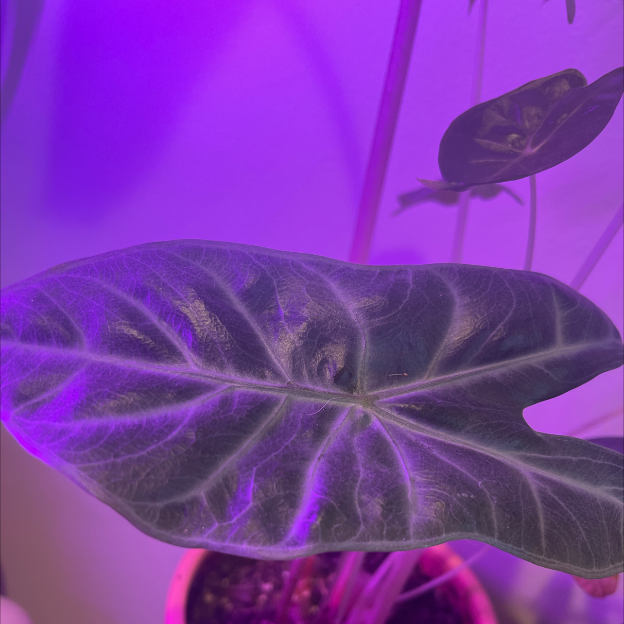 Alocasia longiloba plant with dark green leaves under purple lighting.