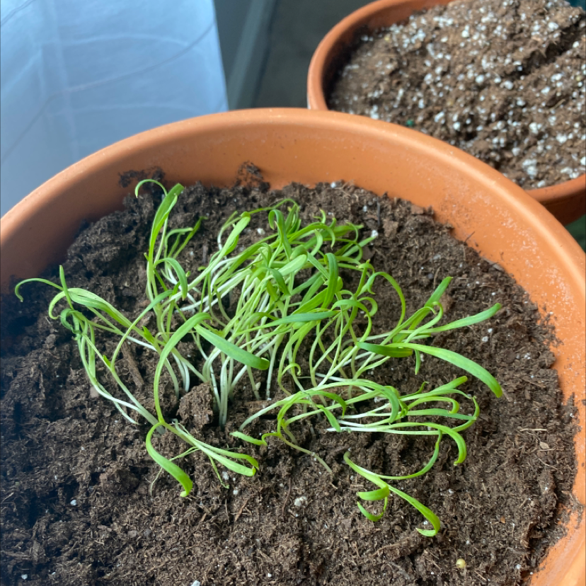 Young spinach plant in a pot with visible soil, early growth stage.